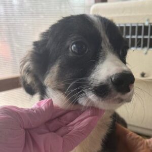 LIA (♀) - reserviert Tierhilfe Lebenswert (30.08. AM)