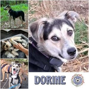 DORINE (♀) in 63654 Büdingen
