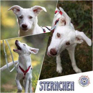 STERNCHEN (♀) in 97922 Lauda-Königshofen