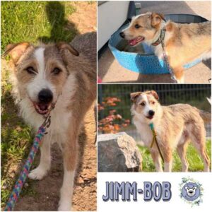 JIMM-BOB (♂) in 07589 Lederhose