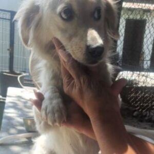 ULLA (♀) reserviert Tierhilfe Lebenswert DR 20.08.2026