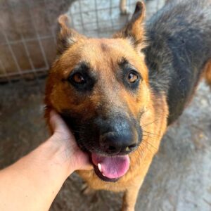 RONJA (♀) - reserviert TSV Filderstadt (AL 14.09.)