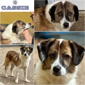 CASSIE (♀) in 55595 Gebroth