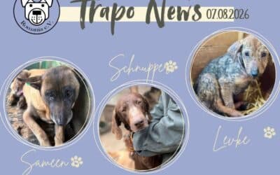 Transport am 07.08.2026 – wieder durften Hunde in ein neues Leben starten! 🐾🚐
