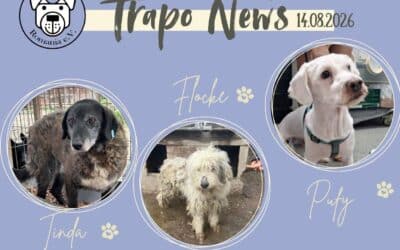 🚐🐾 Transport am 14.08.2026 – 38 Hunde durften ausreisen! 🐾🚐