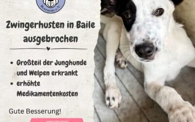 Spendenaktion: 2.000 € für unsere kranken Junghunde in Baile Herculane 🐾