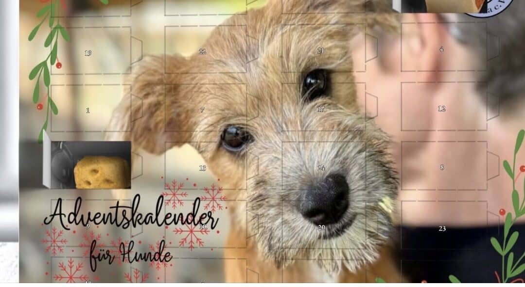 Jetzt Adventskalender 2026 vorbestellen & damit direkt den Hunden in Rumänien helfen 🐶🎁
