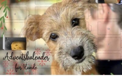 Jetzt Adventskalender 2026 vorbestellen & damit direkt den Hunden in Rumänien helfen 🐶🎁