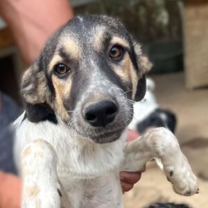 KIBO (♂) - reserviert für Tierhilfe Lebenswert (03.09. AM)