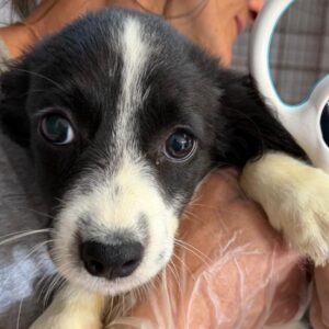 ORLAH (♀) - reserviert Tierhilfe Lebenswert (13.08. AM)
