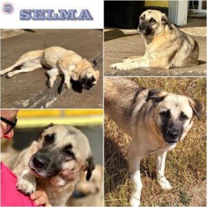 SELMA (♀) in 55595 Gebroth