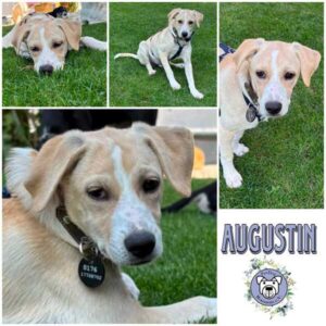 AUGUSTIN (♂) in 95466 Weidenberg - reserviert