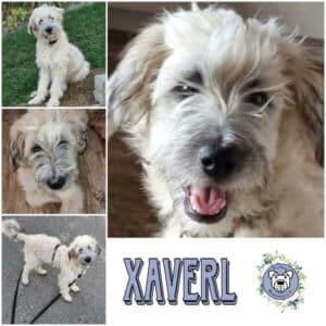 XAVERL (♂) in 74214 Schöntal