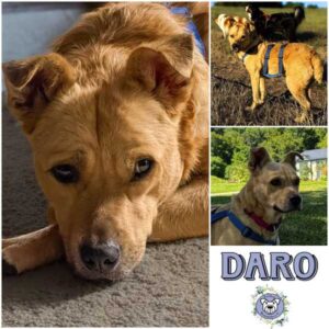DARO (♂)  in 96465 Neustadt bei Coburg