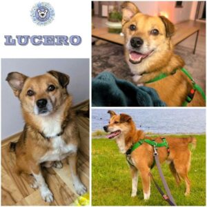 LUCERO (♂) in 33154 Salzkotten