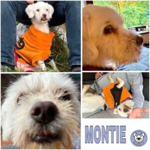 MONTIE (♂) in 24879 Neuberend