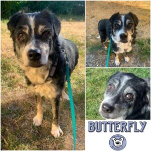 BUTTERFLY - Gnadenplatzhund seit dem 03.01.2026