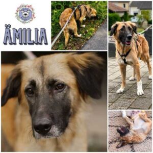 ÄMILIA (♀) in 66265 Heusweiler