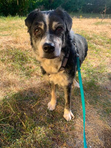 BUTTERFLY - Gnadenplatzhund seit dem 03.01.2026 – Bild 2
