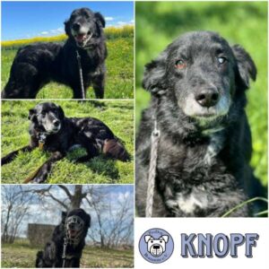 KNOPF - Gnadenplatzhund seit dem 05.07.2026