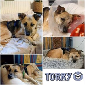 TORRY - Gnadenplatzhund seit dem 08.08.2026