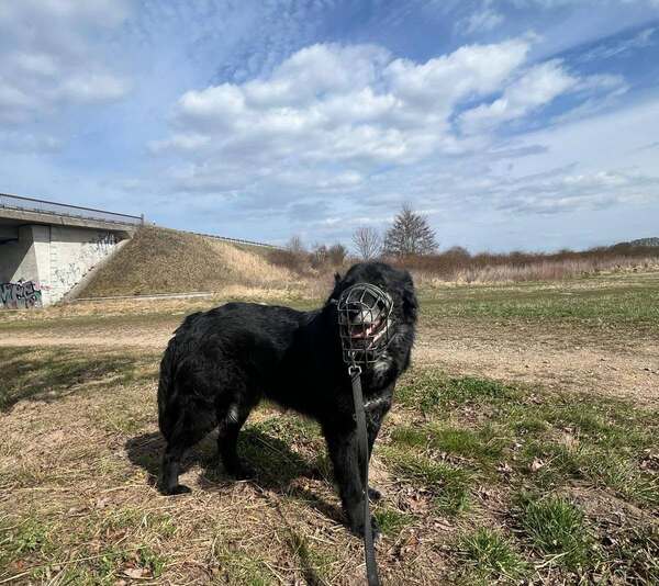 KNOPF - Gnadenplatzhund seit dem 05.07.2026 – Bild 7