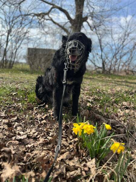 KNOPF - Gnadenplatzhund seit dem 05.07.2026 – Bild 8