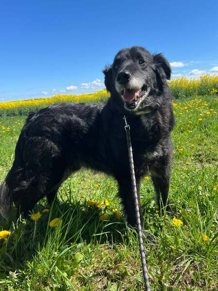 KNOPF - Gnadenplatzhund seit dem 05.07.2026 – Bild 4