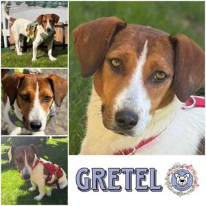 GRETEL (♀) in 63543 Neuberg - reserviert