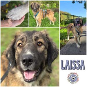 LAISSA (♀) in 42555 Velbert-Langenberg