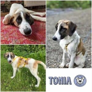 TONIA - Gnadenplatzhund seit dem 28.08.2026