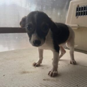 FIENE (♀) - reserviert Tierhilfe Lebenswert DR 03.09.2026