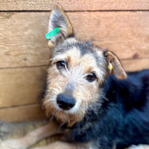 MATILDA (♀) reist auf Pflegestelle in PLZ 183 ( 20.09. N.E.)