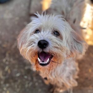 KATY (♀) - NOTFALL - ehemaliger Besitzerhund, völlig verfilzt, viel zu dünn! - reserviert Tierhilfe Lebenswert (05.09. AM)