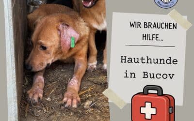 🐾🚨 PARASITEN-ALARM IN RUMÄNIEN – WIR BRAUCHEN EURE HILFE! 🚨🐾