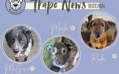 Transport am 18.09.2026 – 83 Hunde durften ausreisen! 🐾🚐