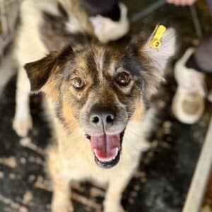 FAYLINN (♂) - zu dünn, Zaunkletterin, zur Sicherheit im Vetkennel (09/26)