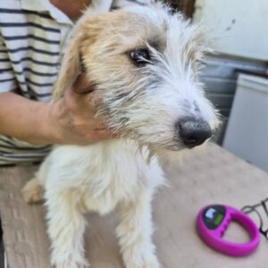 ILENA (♀) - reserviert Tierhilfe Lebenswert (29.09. AM)