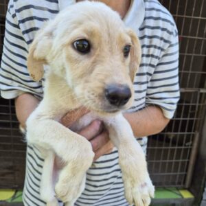 LEANA (♀) - reserviert Tierhilfe Lebenswert (29.09. AM)