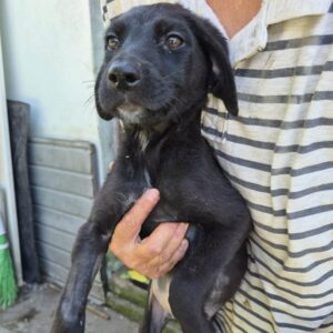 ORSON (♂) - reserviert Tierhilfe Lebenswert DR 29.09.2026
