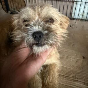 PAULA (♀) - reserviert Tierhilfe Lebenswert DR 04.09.2026