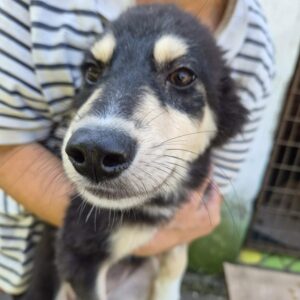 ROYANA (♀) - reserviert Tierhilfe Lebenswert (05.10. AM)