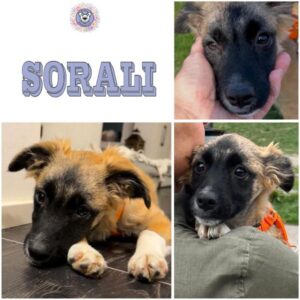 SORALI (♀) in 71297 Mönsheim