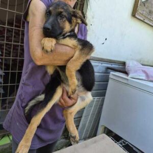 SANJIA (♀) - reserviert Tierhilfe Lebenswert (28.09. AM)