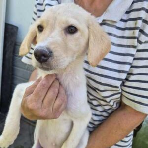 SNOWY (♀) - reserviert Tierhilfe Lebenswert (28.09. AM)