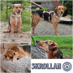 SKROLLAN - Gnadenplatzhund seit dem 16.07.2026