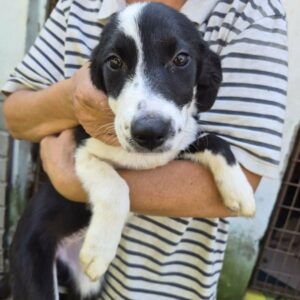 LELEI (♀) - reserviert Tierhilfe Lebenswert (29.09. AM)
