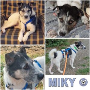 MIKY (♂) 38315 Werlaburgdorf - reserviert