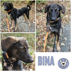 BINA (♀) in 61276 Weilrod