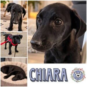 CHIARA (♀) in 66265 Heusweiler